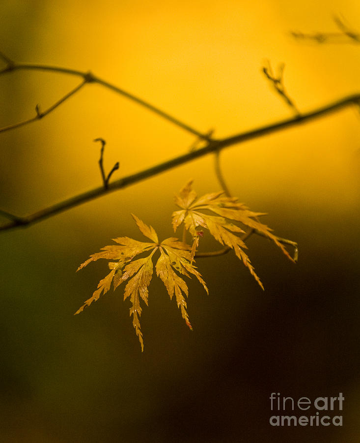 Nature Photograph - Golden Leaves by Mike Reid