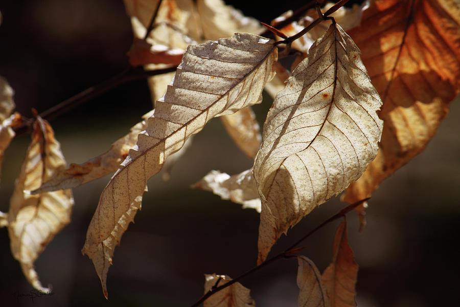 Golden Leaves Photograph by Nancy  Coelho