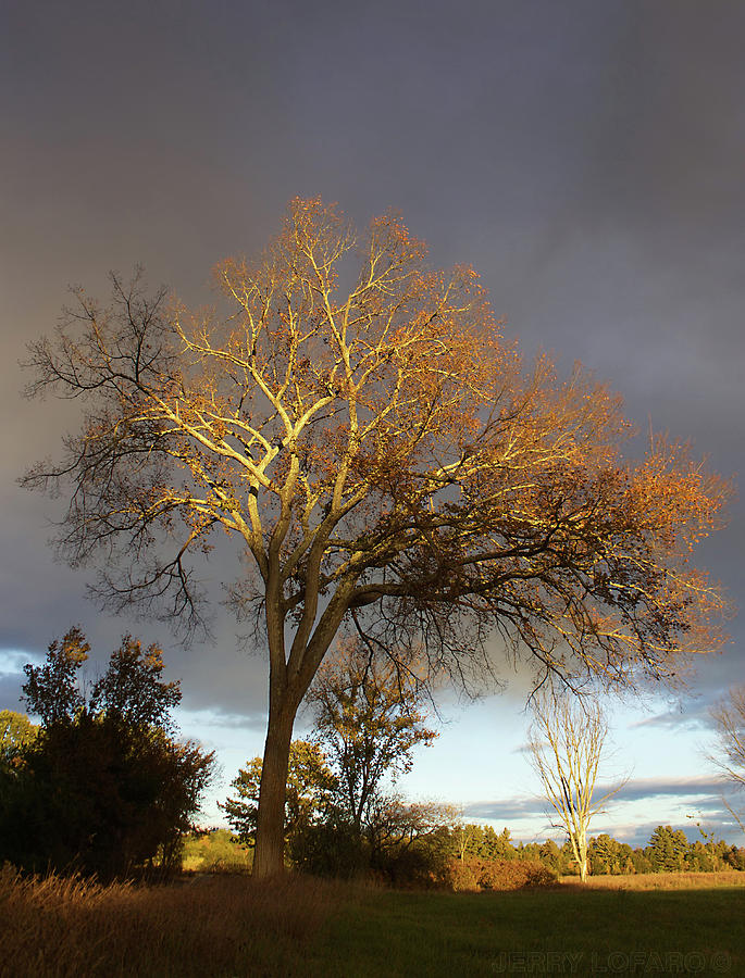 Fall Photograph - Golden Light by Jerry LoFaro