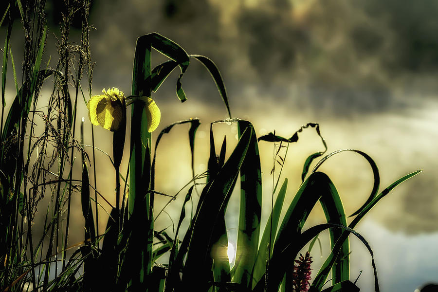 Iris Photograph - Golden light of early morning by Svetlana Iso