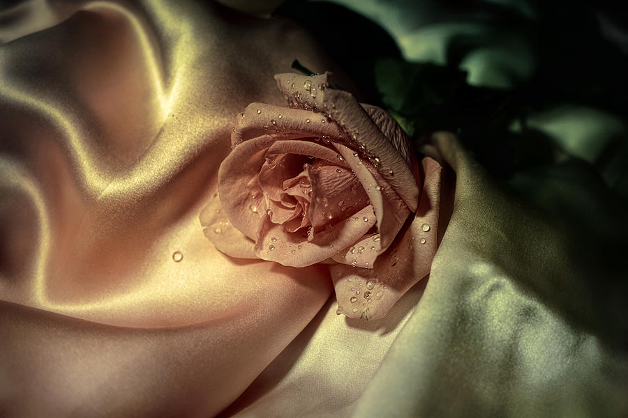 Golden light over Rose Photograph by Lilia S
