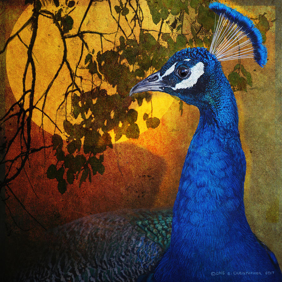Peacock Photograph - Golden Light Peacock by R christopher Vest