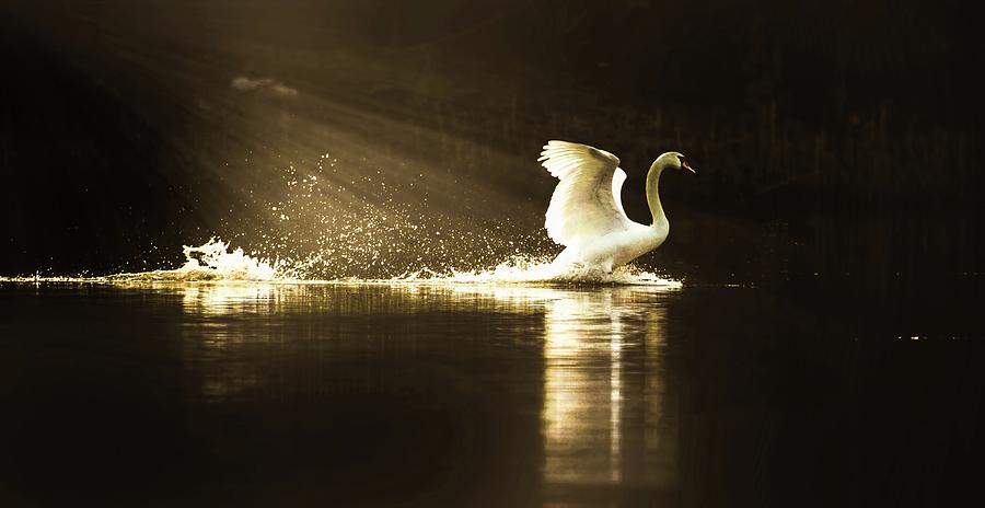 Swan Photograph - golden Light by Rose-Marie Karlsen