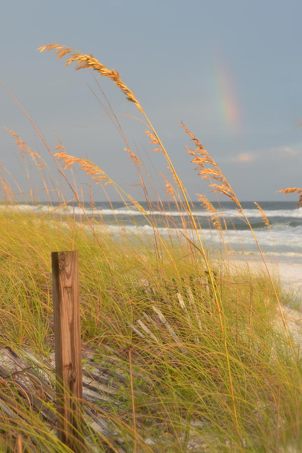 Golden Light, Sea Oats, and a Rainbow Photograph by Carla Parris