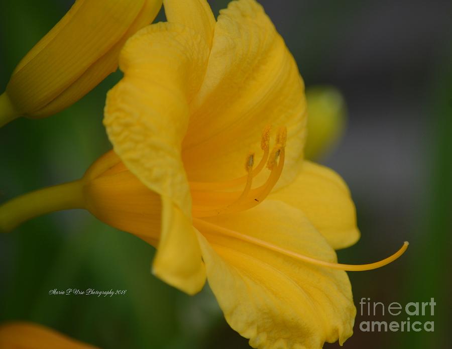 Golden Lily 18-2 Photograph by Maria Urso