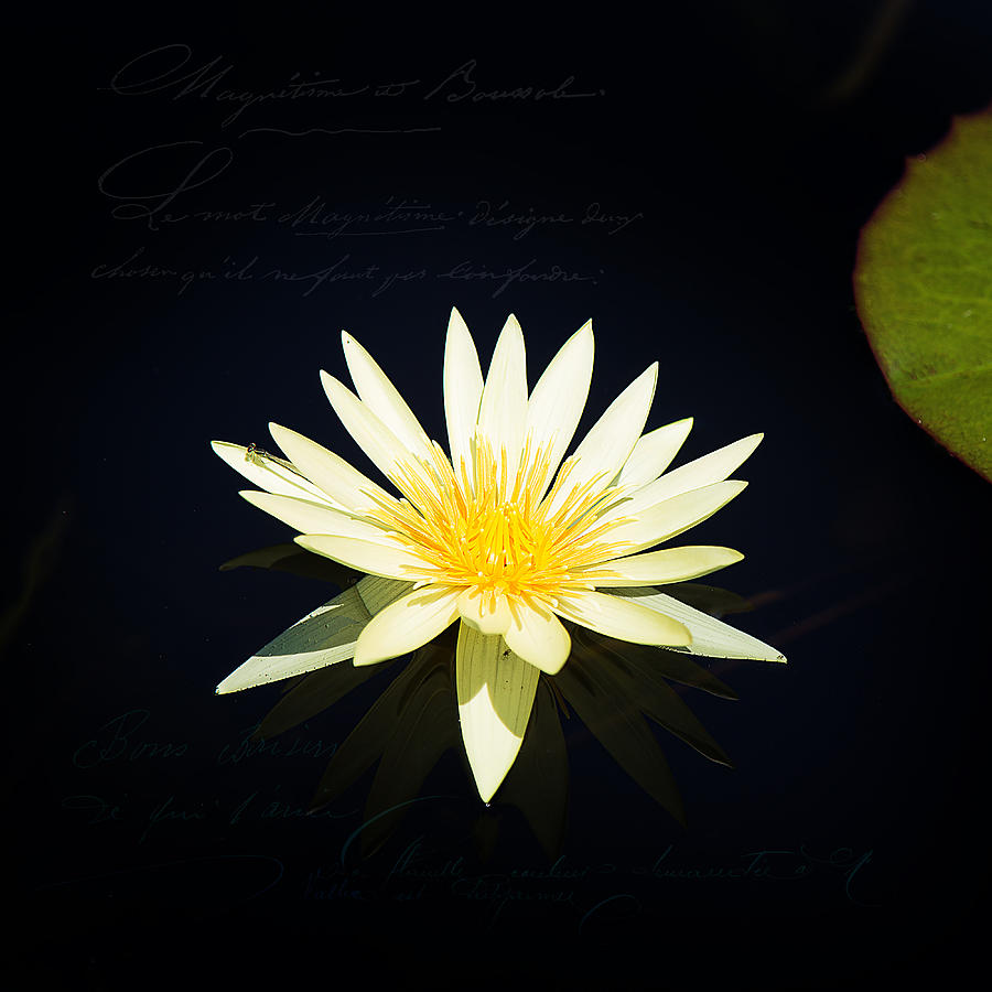 Lily Photograph - Golden Lily by Milena Ilieva