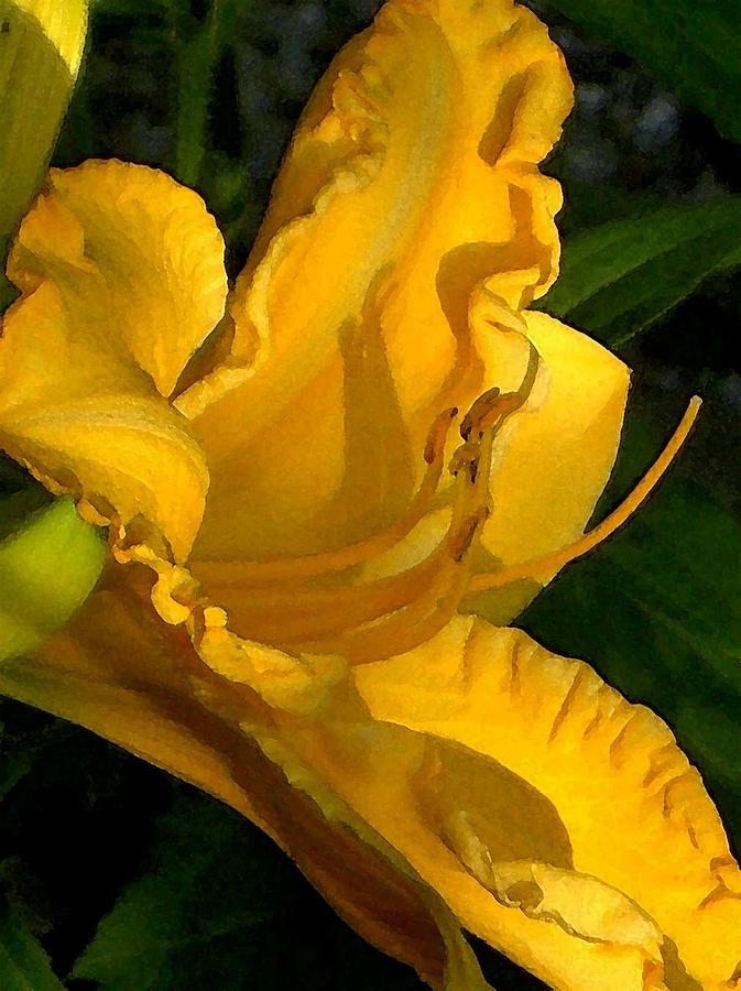 Golden Lily Watercolor Photograph by Carolyn Jacob