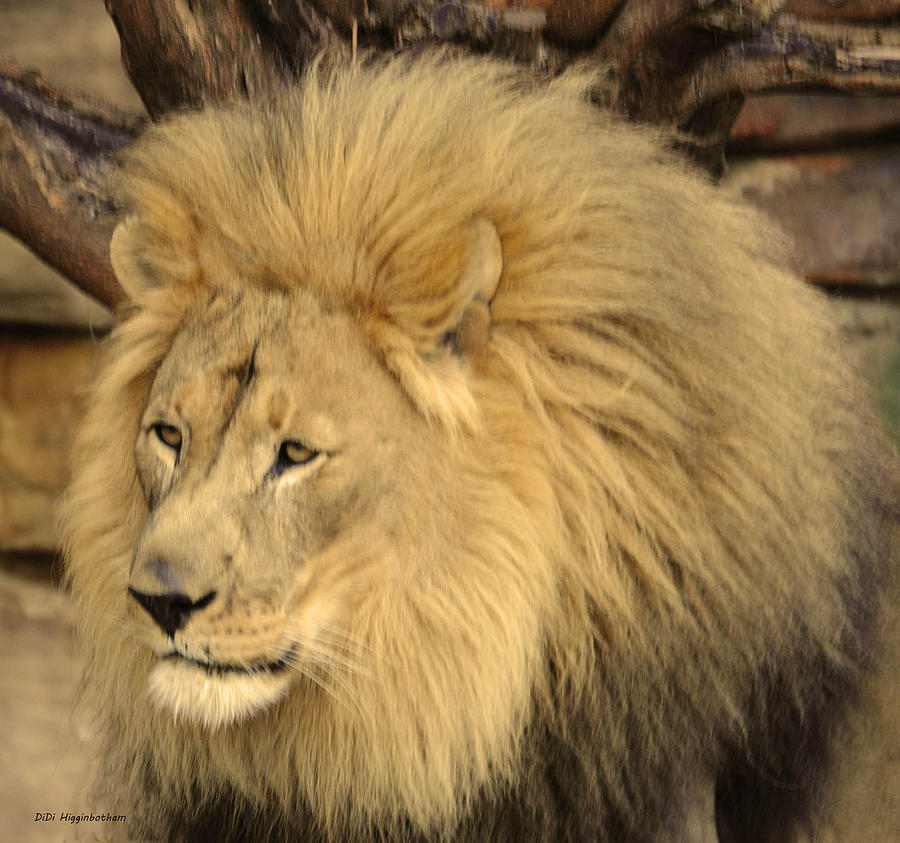 Golden LIon Photograph by DiDi Higginbotham - Fine Art America