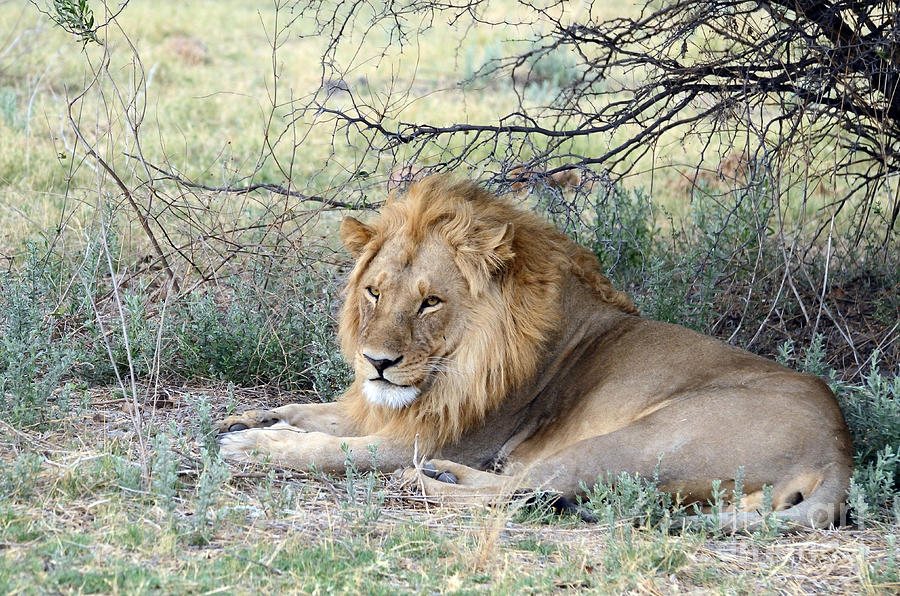  Golden Lion Relaxed In Botswana Photograph by Tom Wurl