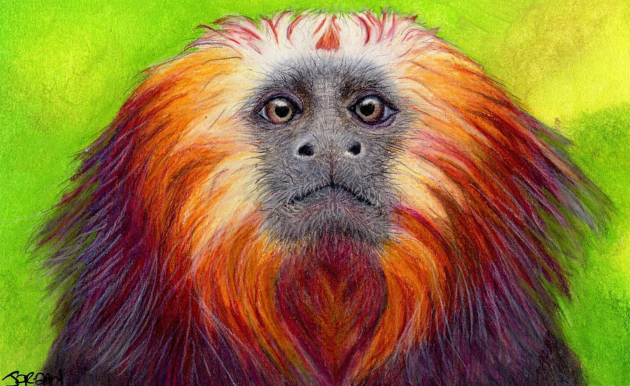 Monkey Drawing - Golden Lion Tamarin by Lynn Jordan