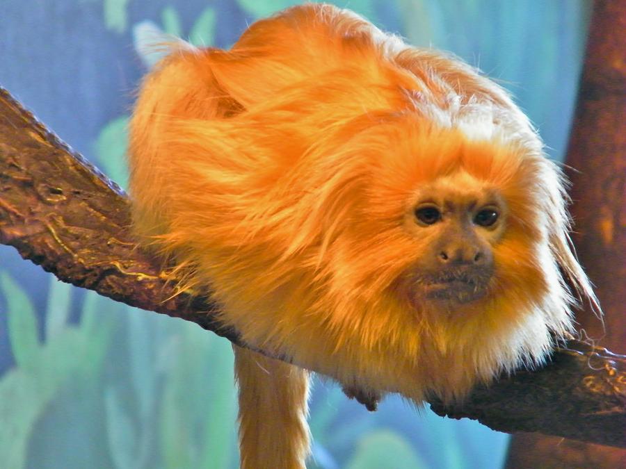 Golden Lion Tamarin / Marmoset Zoo Image Photograph by Rory Cubel