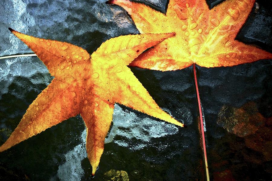 Golden Liquidambar Leaves Photograph by Kirsten Giving