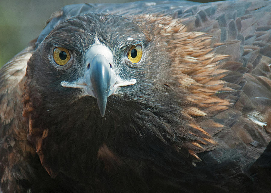 Golden Eagle Closeup Photograph