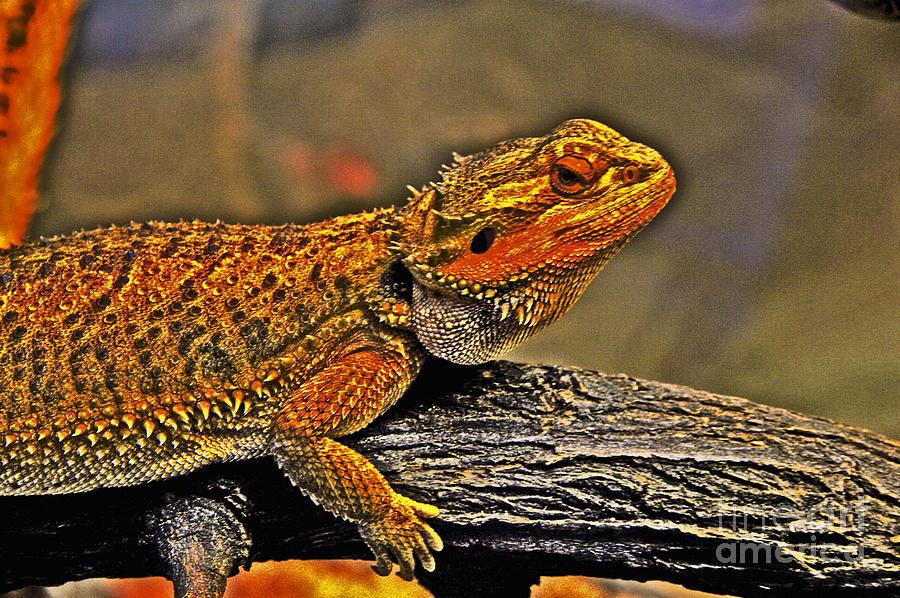 Golden, Lizard, Deciding Photograph by David Frederick - Fine Art America