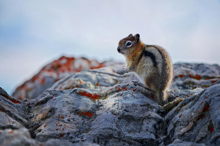 Golden Mantled Ground Squirrel At The Top Of Sulphur Mountain Photograph by Maria Angelica Maira
