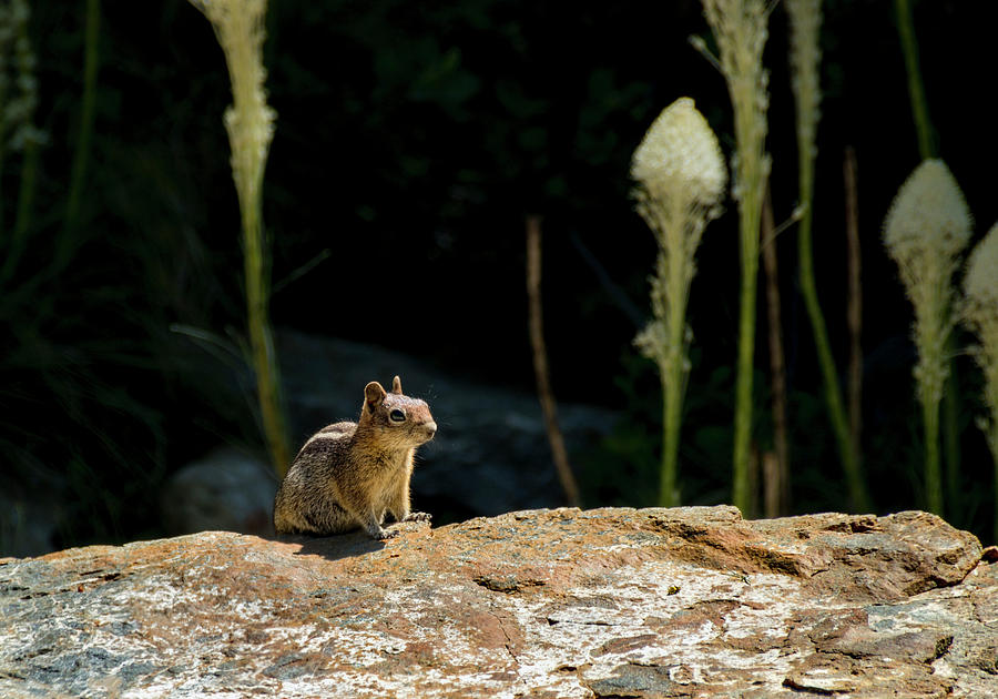 Golden-mantled Ground Squirrel Photograph by Betty Depee