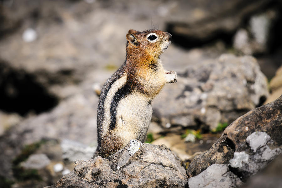 Golden-mantled Ground Squirrel Photograph