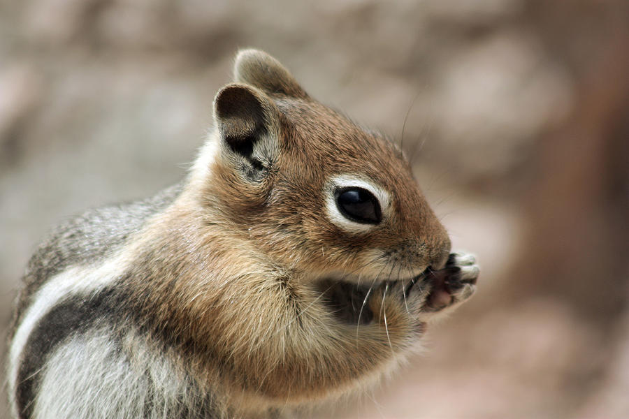 Golden Mantled Ground Squirrel Photograph by Lori Peters