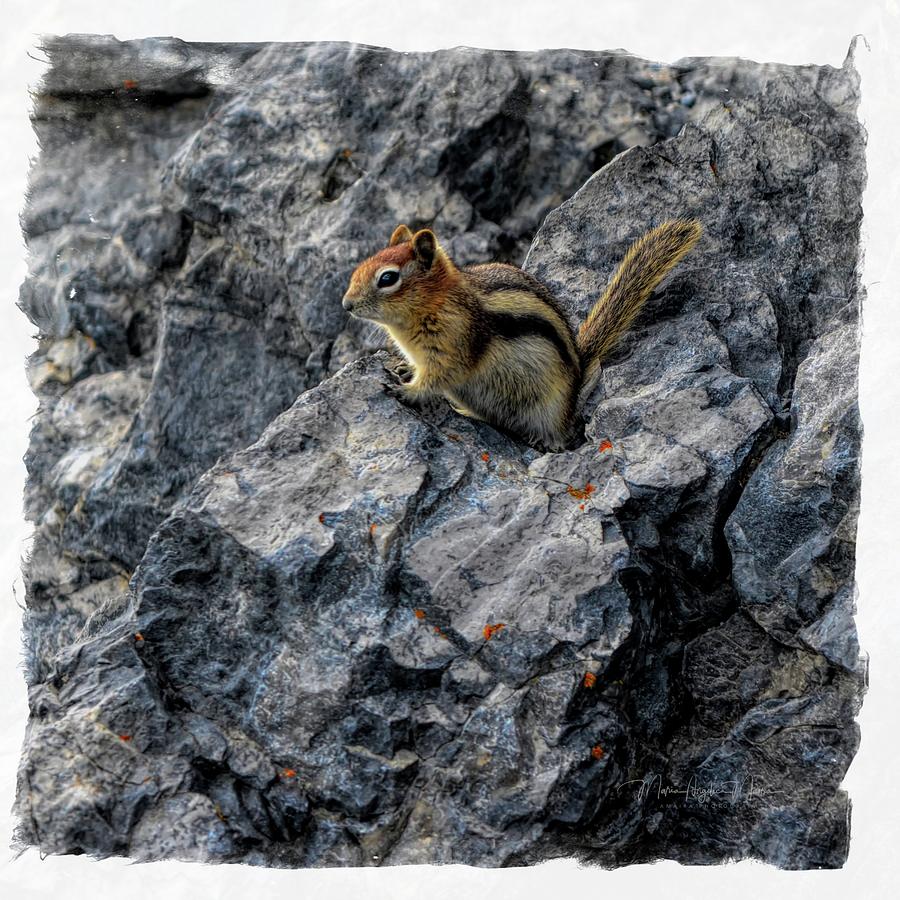 Golden-mantled Ground Squirrel Photograph by Maria Angelica Maira