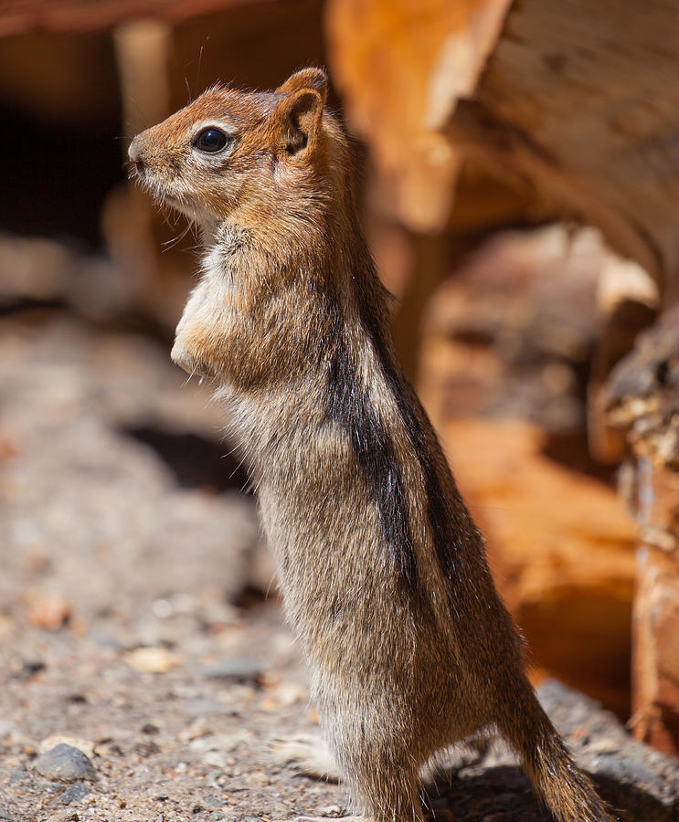 Golden-mantled Ground Squirrel Photograph by Melinda Fawver
