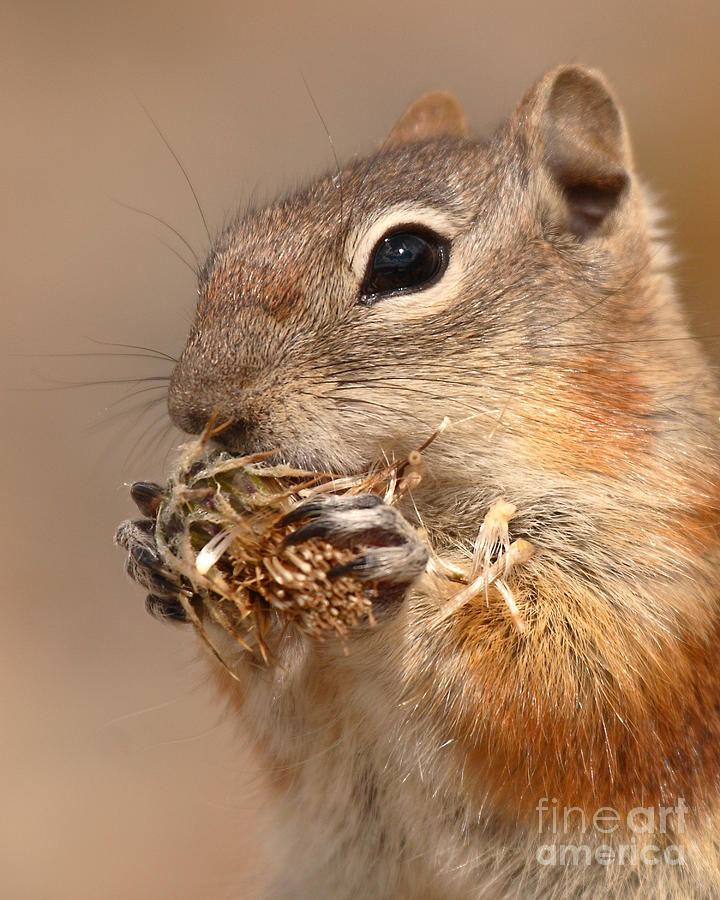 Golden-mantled Ground Squirrel Nibbling On A Bite Photograph by Max Allen
