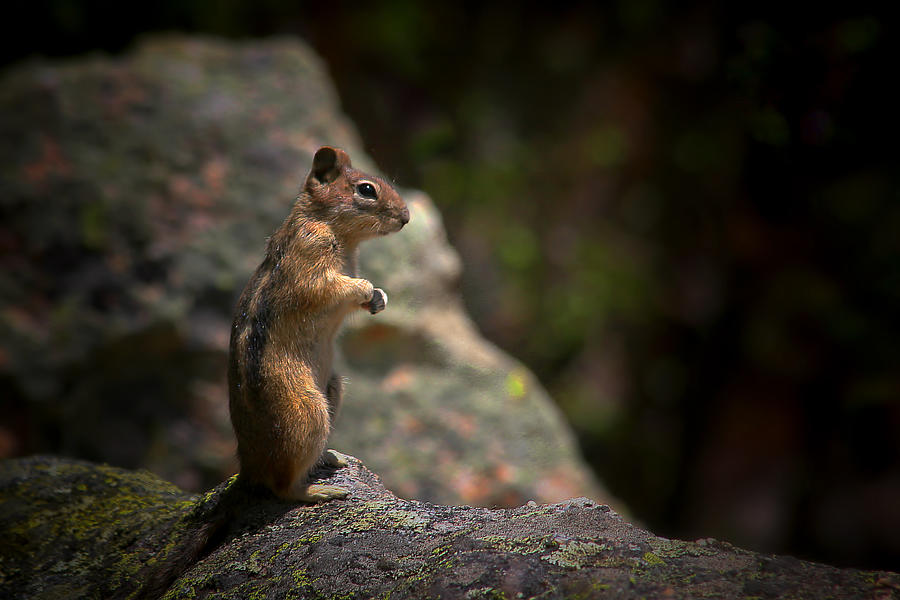 Nature Photograph - Golden Mantled Ground Squirrel Rocky Mountains Colorado by Alexandra Till