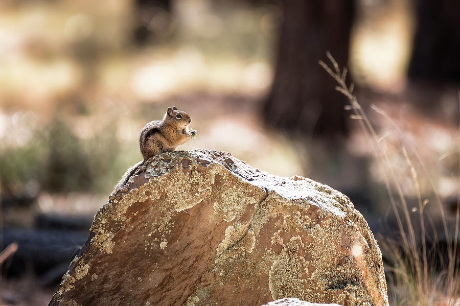 Golden-Mantled Ground Squirrel Photograph by Saija Lehtonen