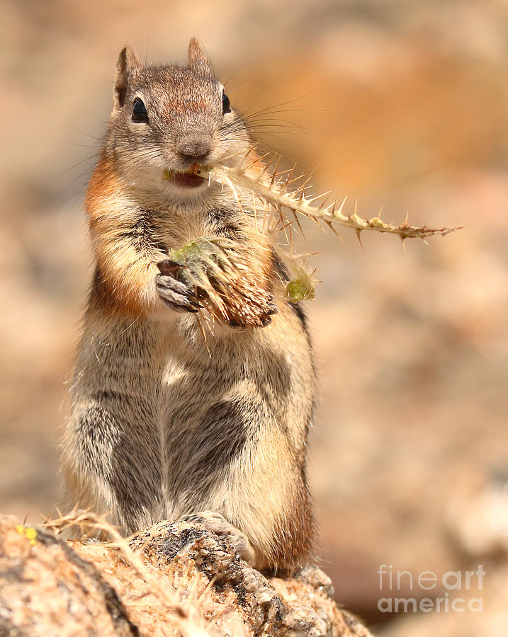 Golden-mantled Ground Squirrel With A Prickly Bite Photograph by Max Allen