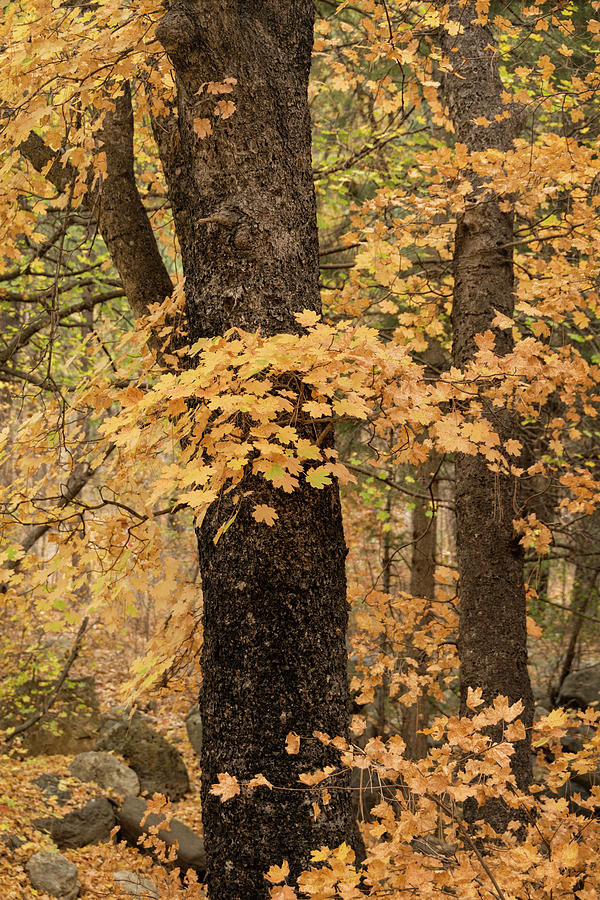Golden Maple Forest  Photograph by Saija Lehtonen
