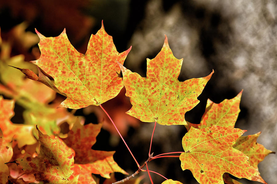 maple leaves maple leaves