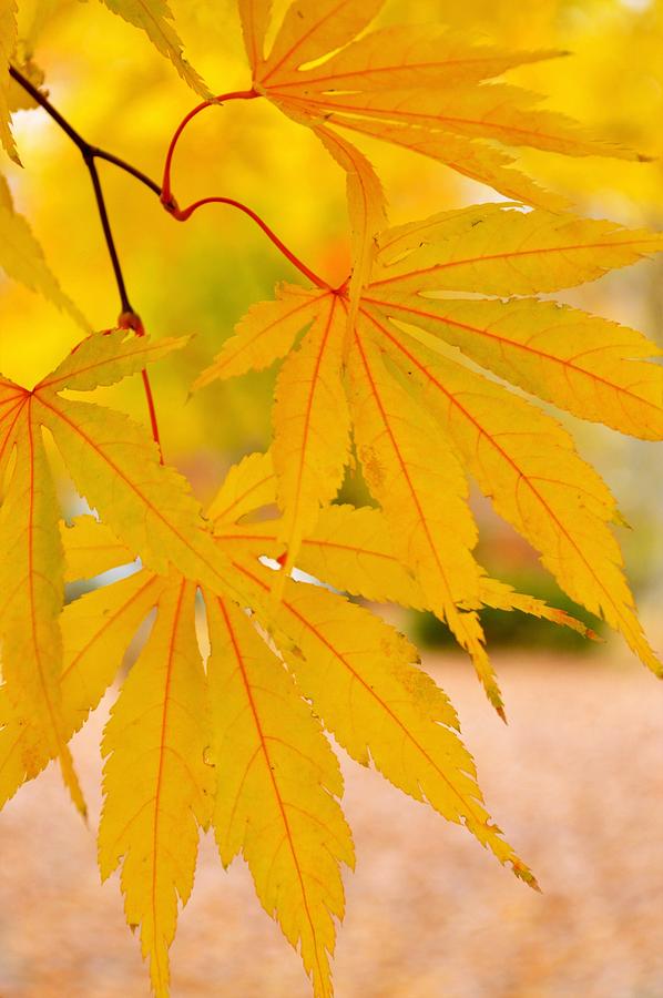 Nature Photograph - Golden Maple Leaves by Marla McPherson