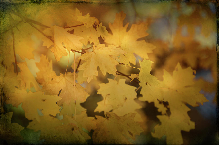 Golden Maple Leaves Part II Photograph by Saija Lehtonen