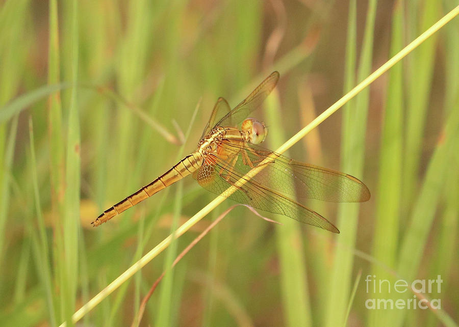 Golden Marsh Dragonfly Photograph by Carol Groenen