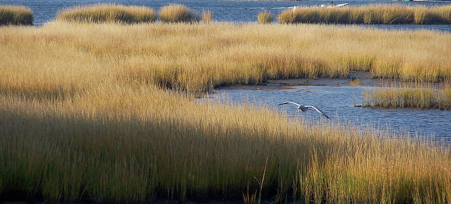 Golden Marsh Grass Against Deep Blue Water with Seagull Photograph by ...