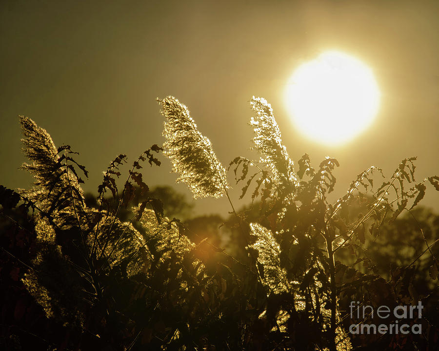 Golden Marsh Weeds Beach Grass Sunset Botanical / Nature Photograph Photograph by PIPA Fine Art - Simply Solid