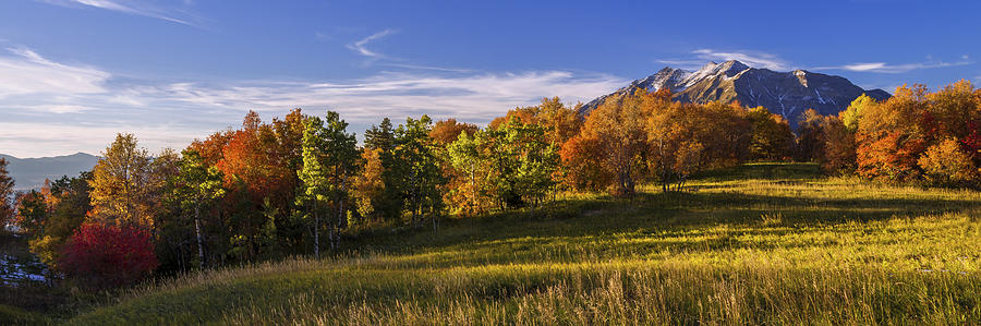 Golden Meadow Photograph by Chad Dutson