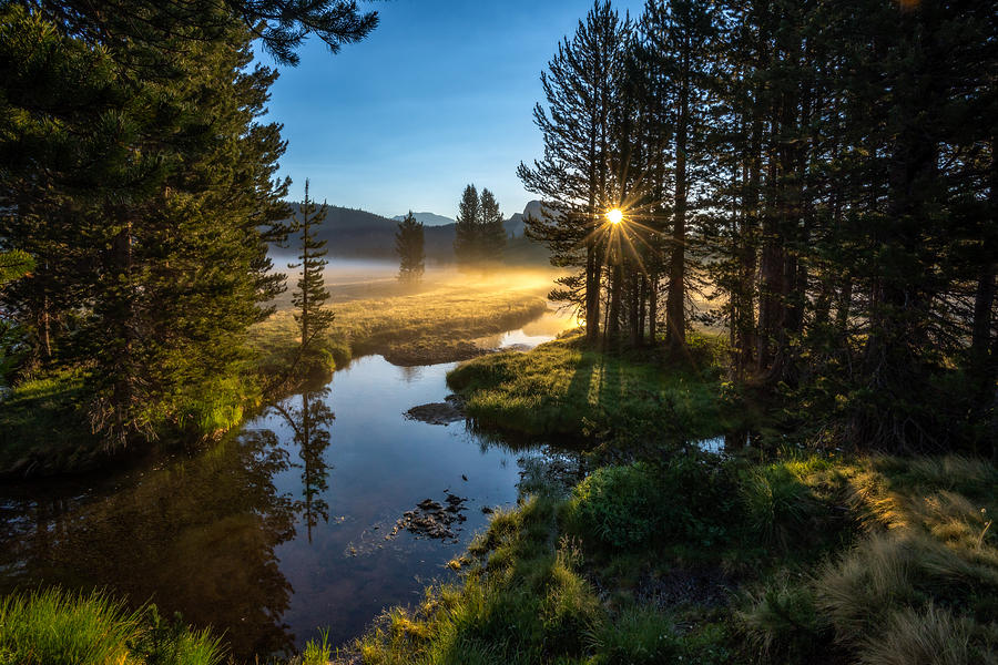 Golden Meadow Photograph by Mark Cote Fine Art America