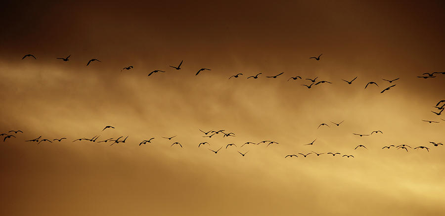 Golden Migration Photograph by Whispering Peaks Photography