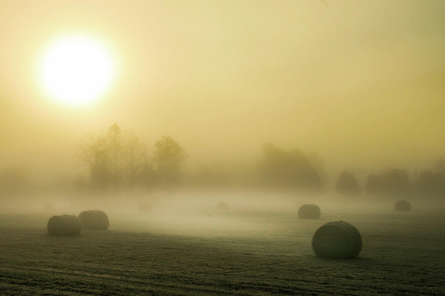 Golden Mist Photograph by Kelly Kennon