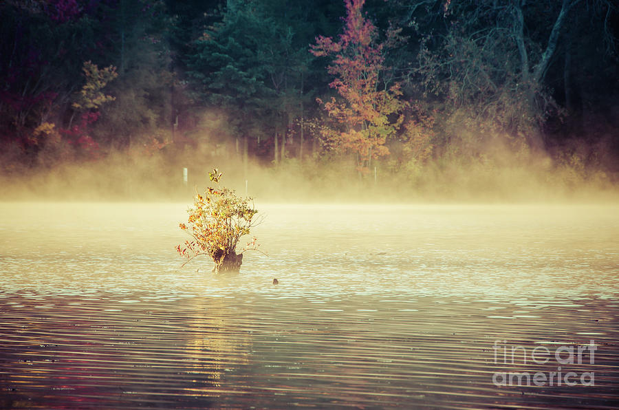 Landscape Photograph - Golden Mist on Waples Pond Rural Landscape Photograph by PIPA Fine Art - Simply Solid