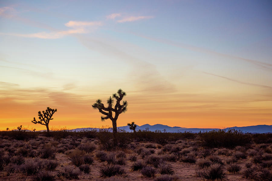 Golden Mojave Desert Sunset Photograph by Aileen Savage