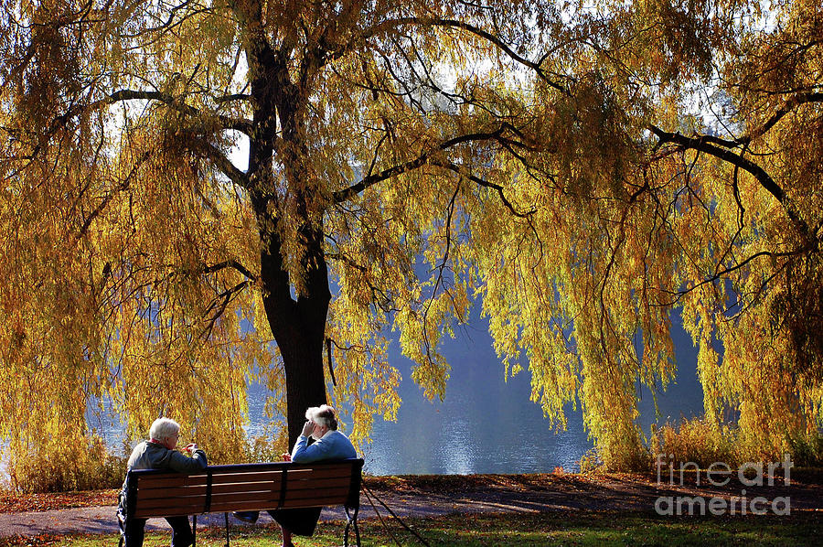 Golden Moments in the City Park  in Autumn  Photograph by Elaine Manley