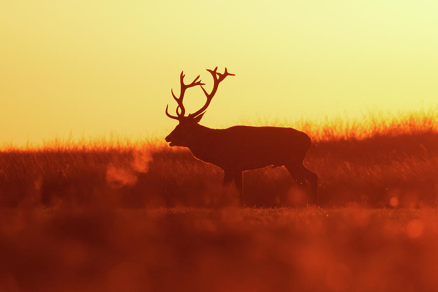 Deer Photograph - Golden Mood - Red Deer at sunset by Roeselien Raimond