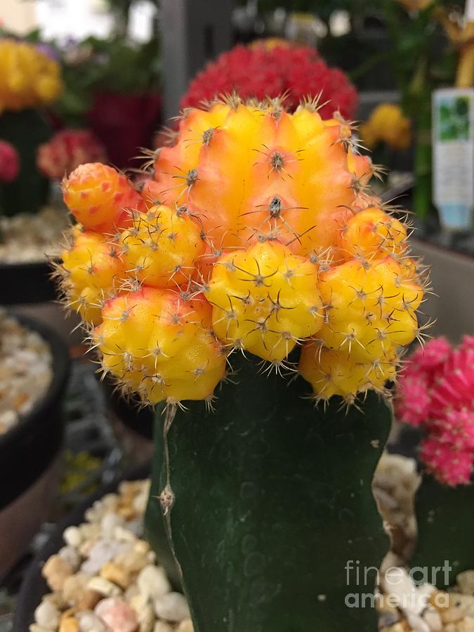 Golden Moon cactus Photograph by Anne Sands