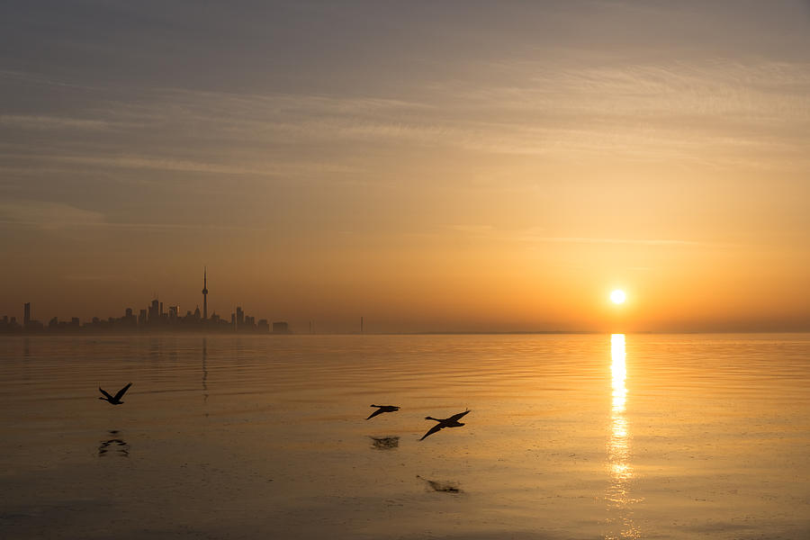 Goose Photograph - Golden Morning Flight by Georgia Mizuleva