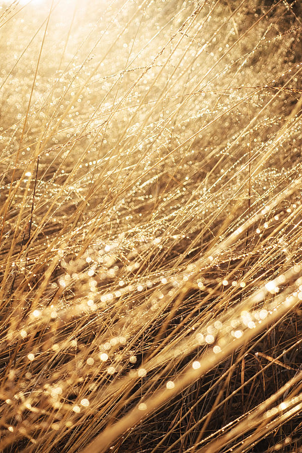 Golden morning grass with drops Photograph by Matthias Hauser