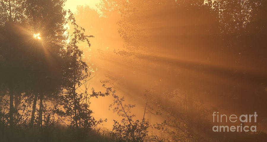 Golden Morning Light Photograph