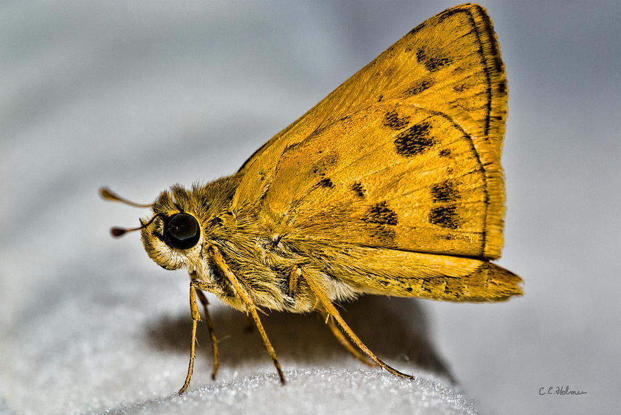 Golden Moth Photograph by Christopher Holmes