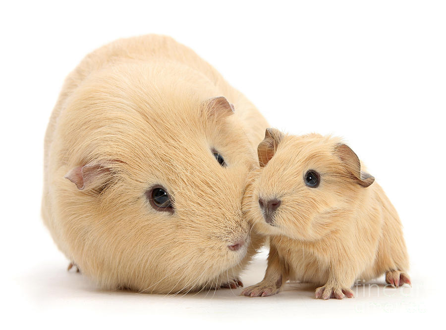 Golden mother and baby Guinea Photograph by Warren Photographic