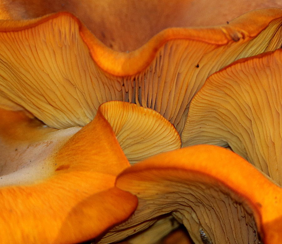 Golden Mushroom Abstract Photograph by Sheila Brown